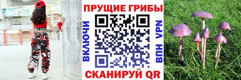 как найти наркотики  Сясьстрой  Галлюциногенные грибы ЛСД 